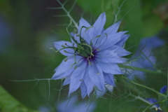 花散歩‐ニゲラ