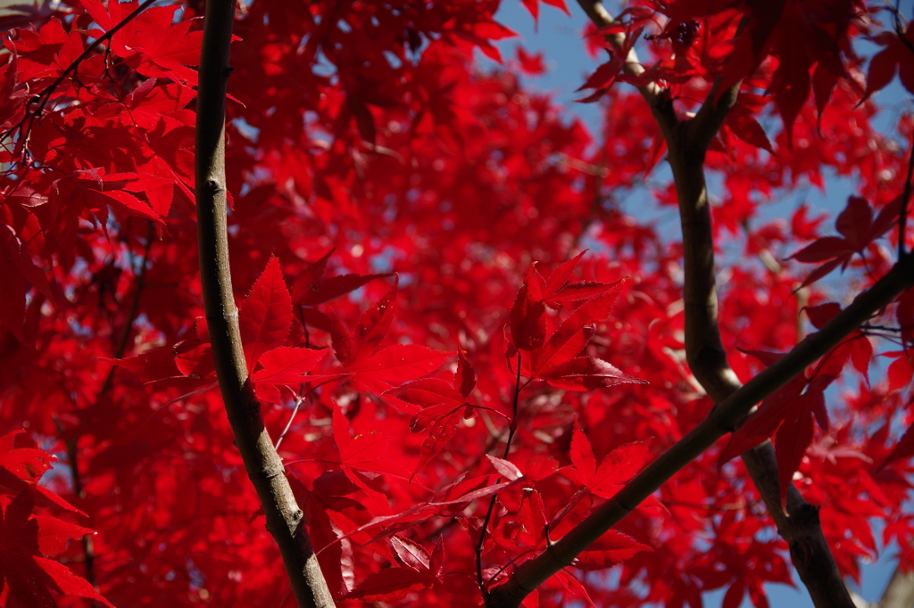 真っ赤なカエデはさらに紅葉2