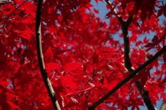 真っ赤なカエデはさらに紅葉2