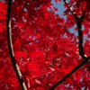 真っ赤なカエデはさらに紅葉2