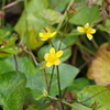 野草園はもうすぐ冬季閉園-リュウキンカ