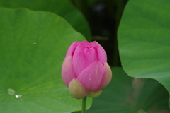 蓮の花-6