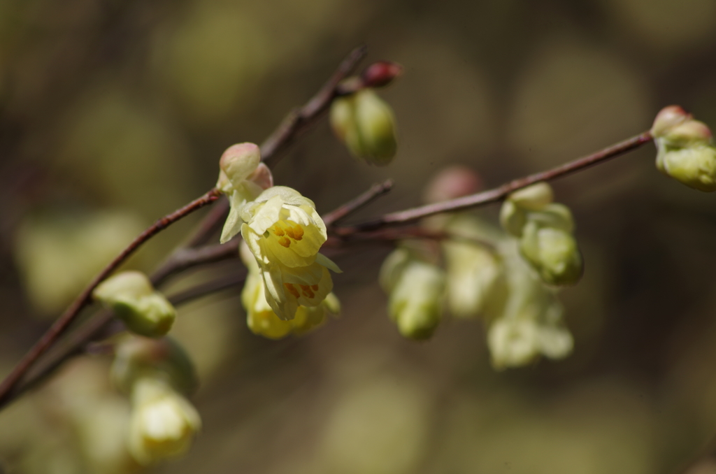 ヒュウガミズキは小さな花穂