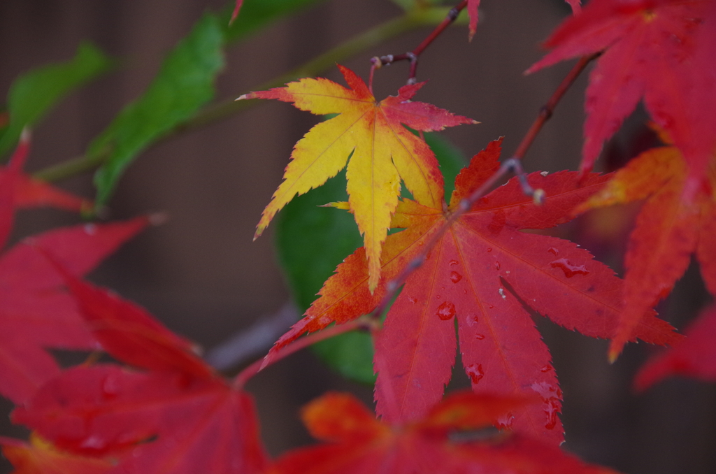 花散歩‐モミジ