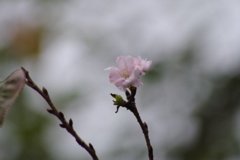 十月桜の秋咲き-3