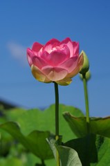 青空に凛と