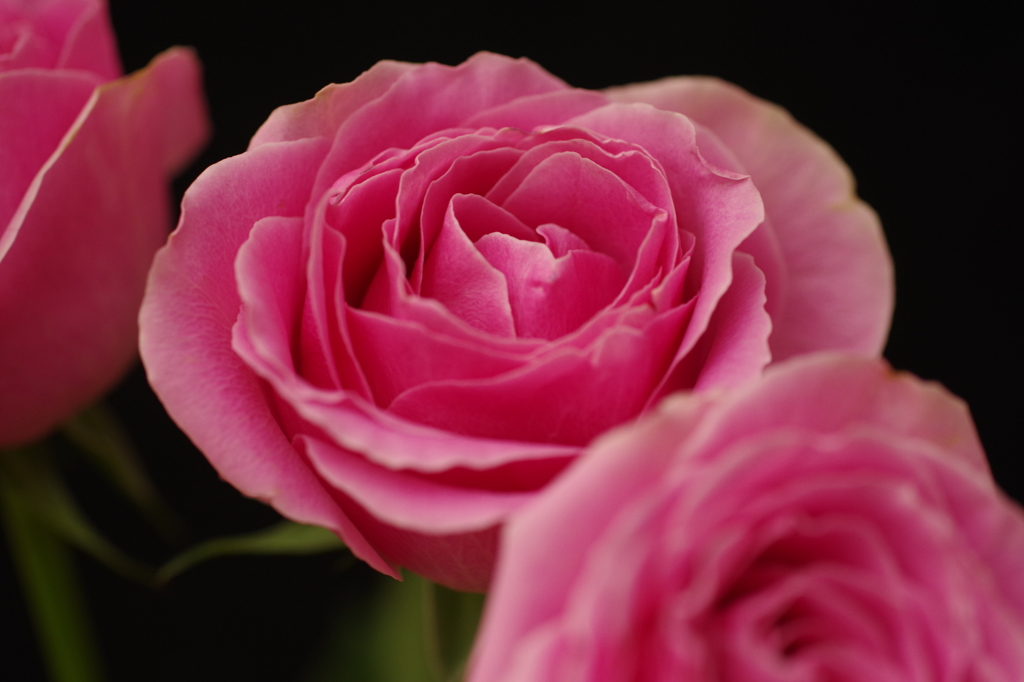 三本の薔薇-6