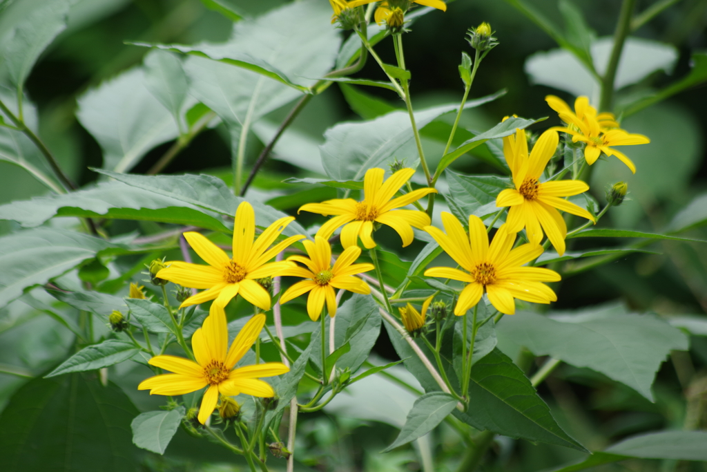 花散歩-キクイモモドキ