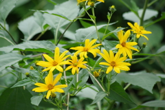 花散歩-キクイモモドキ