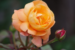 花散歩-オレンジのバラ