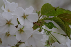 桜色・いろいろ4