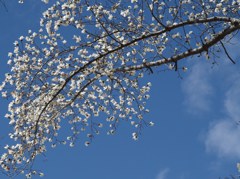 こぶしと青空