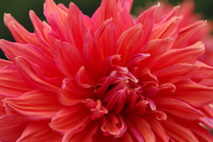 秋田のダリア‐大満足