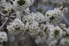 桜桃の花-4