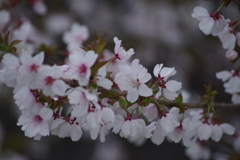 小さな桜の花