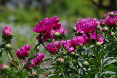 花散歩‐芍薬・群れて咲く
