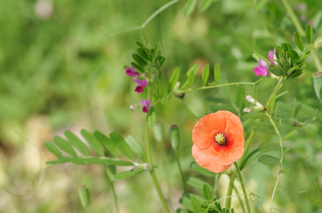 花散歩‐草むらのナガミヒナゲシ