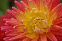 秋田のダリア-4