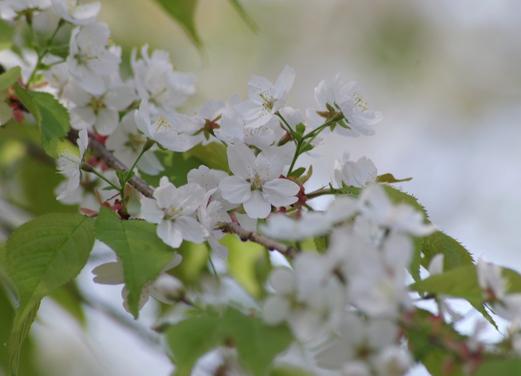 世界に一つだけの花-3