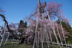 伊佐沢の久保桜-1