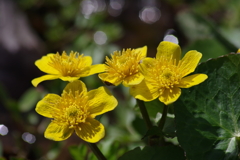 野草園で花散歩‐リュウキンカ