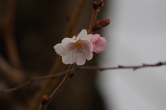花散歩‐十月桜