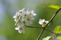 世界に一つだけの花1