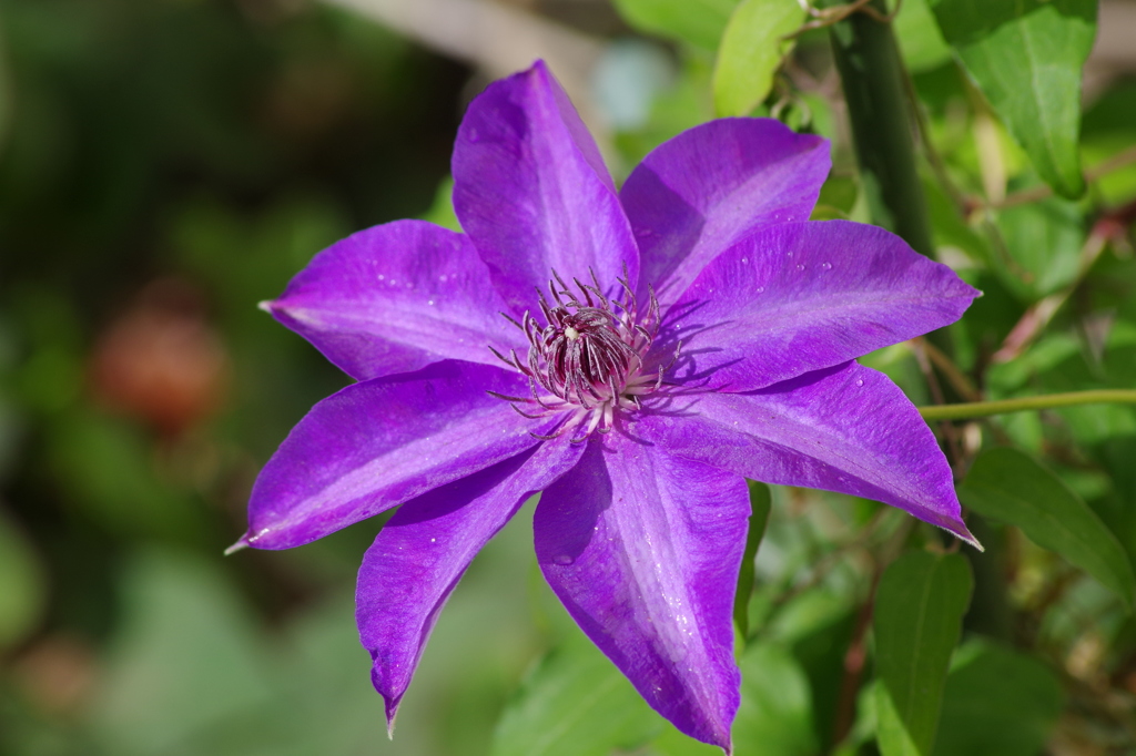 家の周りで-クレマチス4