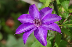 家の周りで-クレマチス4