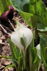 野草園の春‐水芭蕉とザゼンソウ