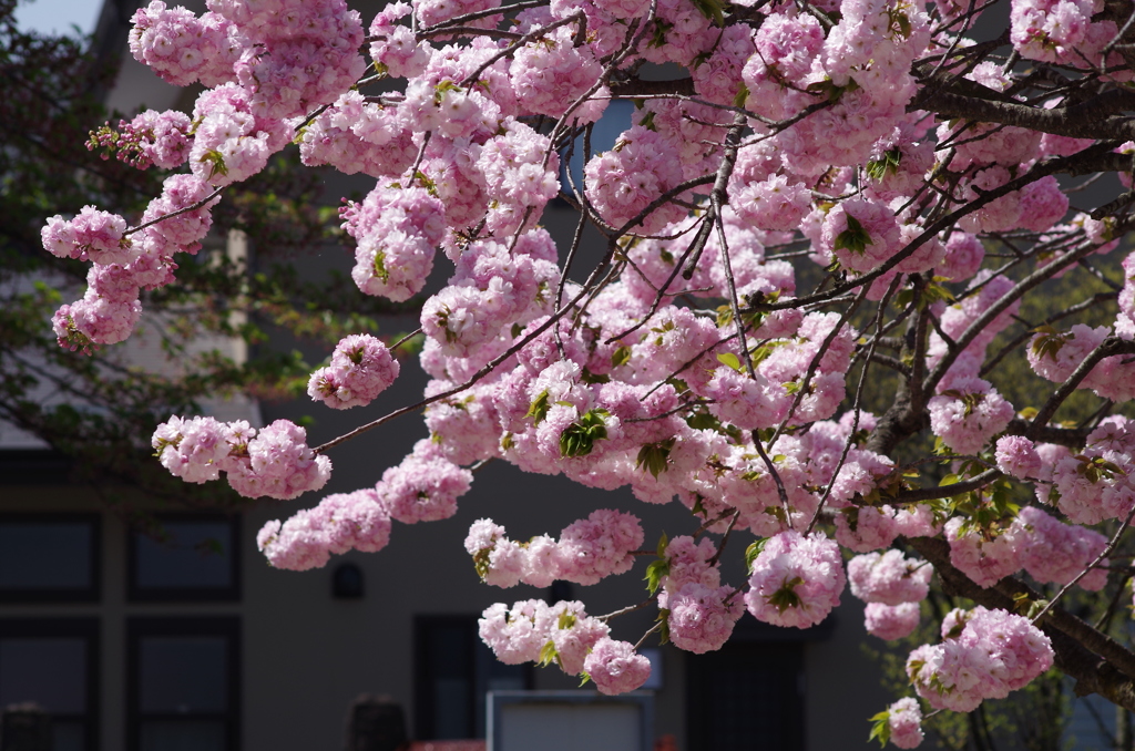 子安観音堂の桜-8