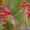 赤い実の熟れるころ-ミヤマガマズミ