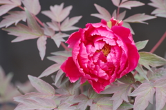 花散歩‐赤い牡丹