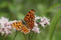 秋の野草園-フジバカマとキタテハ