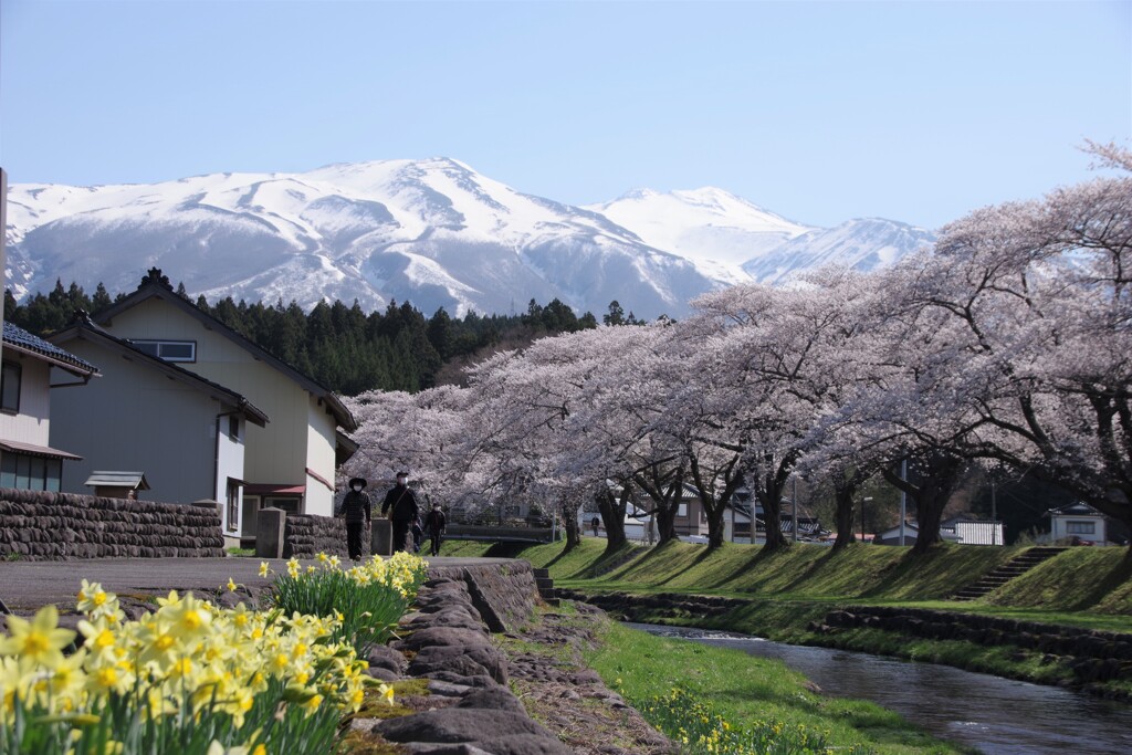 遊佐の桜-2