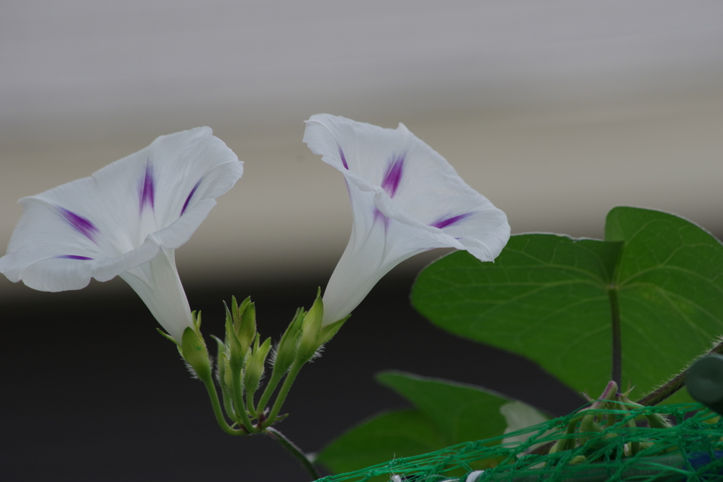 家の周りで‐丸葉朝顔の白花にポチポチ