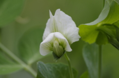 菜園の花‐つるありスナップエンドウ