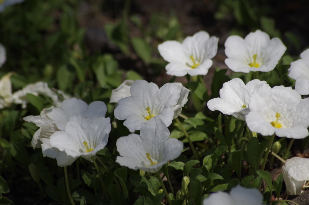 2018.6.4の花散歩‐銀杯草