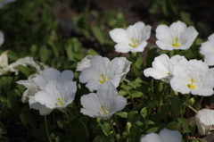 2018.6.4の花散歩‐銀杯草