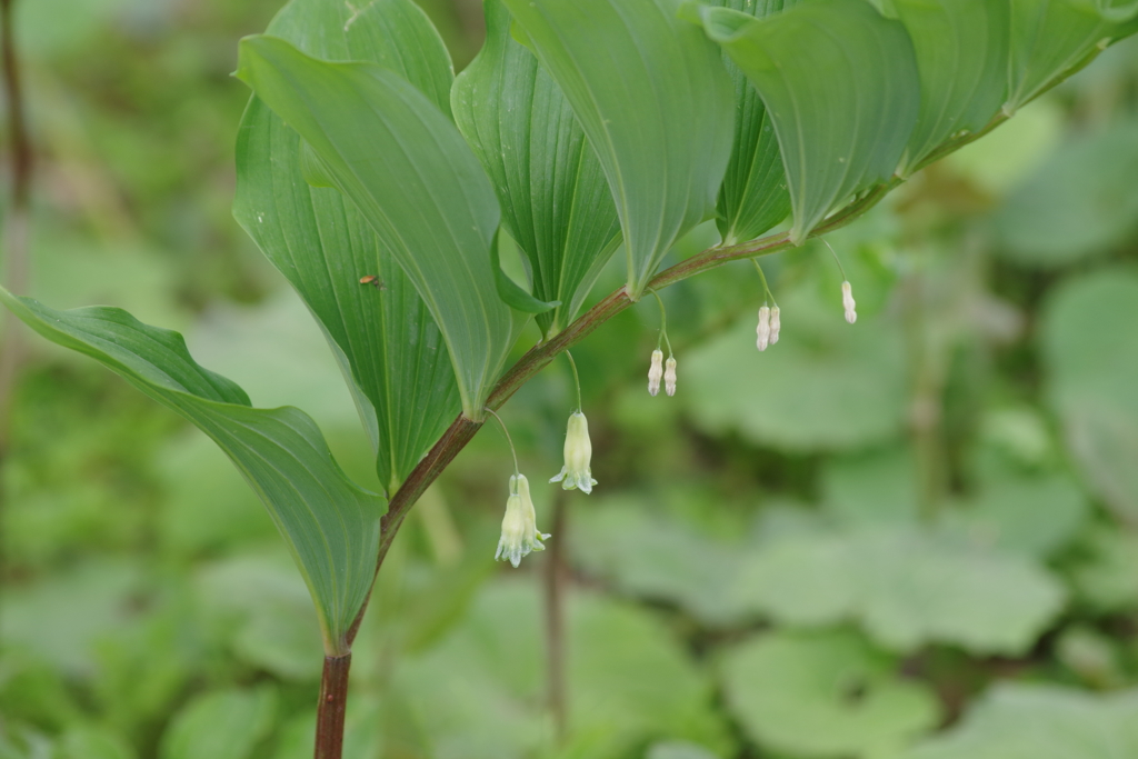 野草園で花散歩-アマドコロ