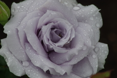 青い薔薇