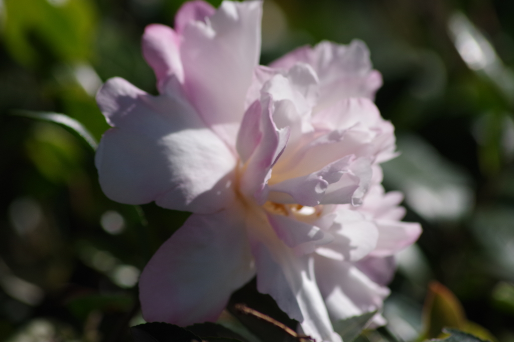 寒風に咲く‐山茶花6