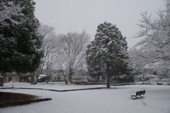 公園の雪