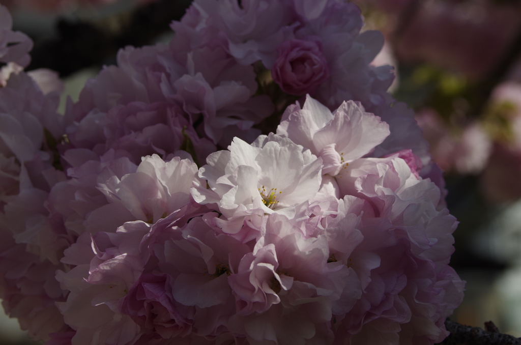 子安観音堂の桜-6