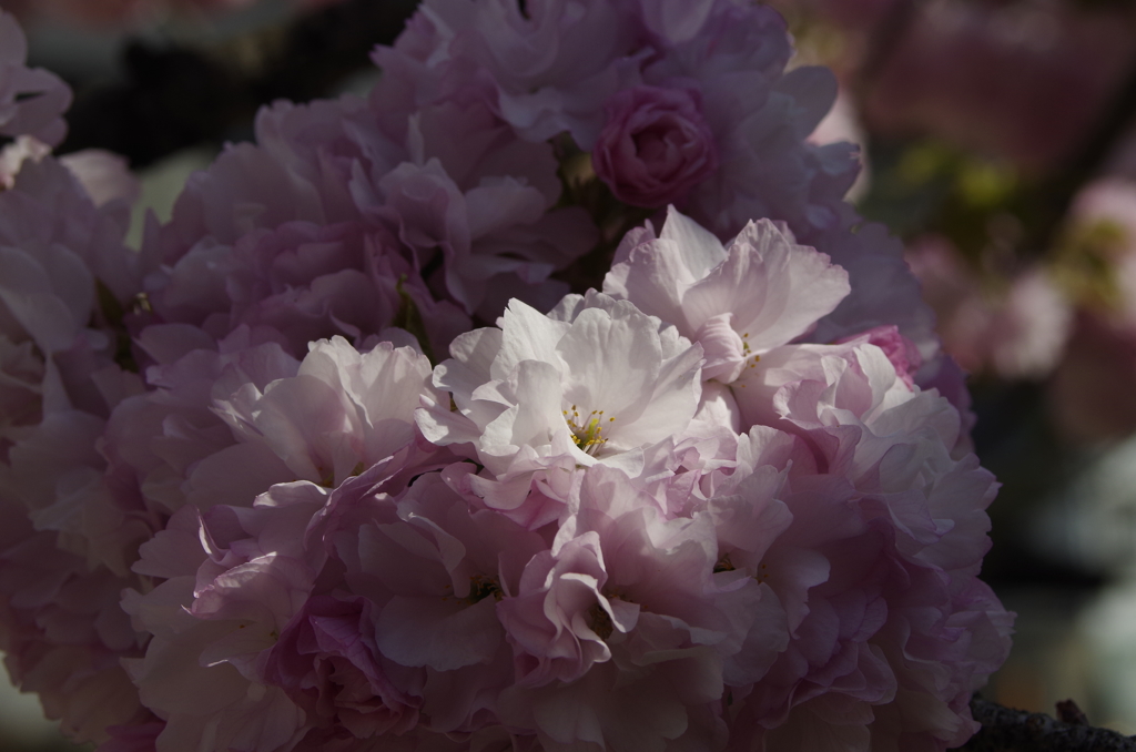 子安観音堂の桜-6