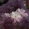 子安観音堂の桜-6