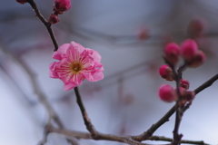 花散歩‐早咲きの紅梅4