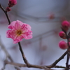 花散歩‐早咲きの紅梅4