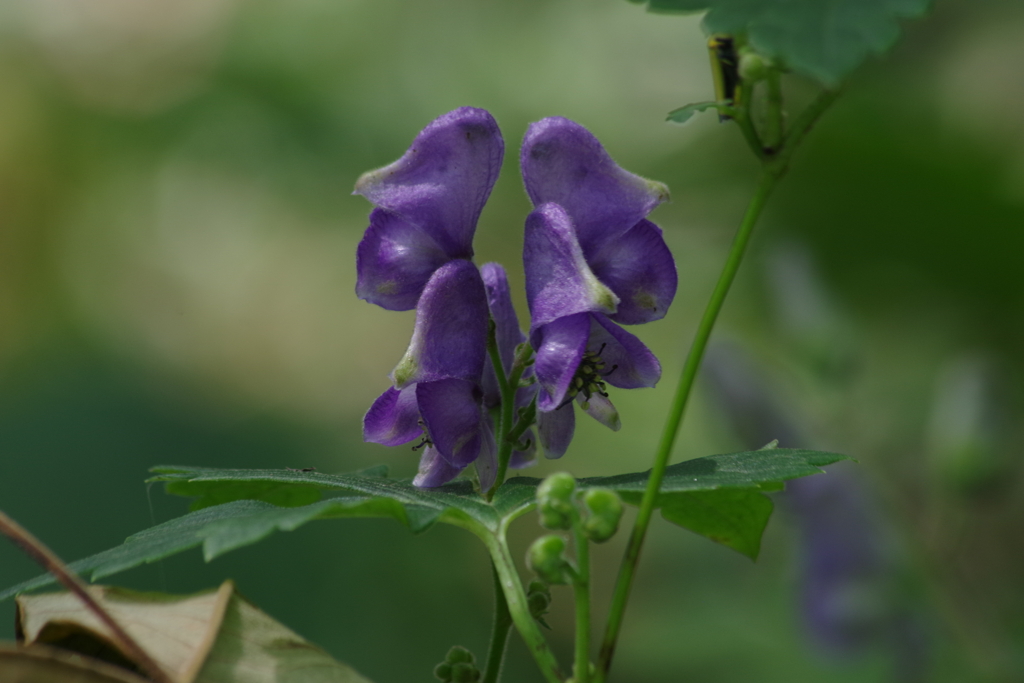 野草園で花散歩‐トリカブト