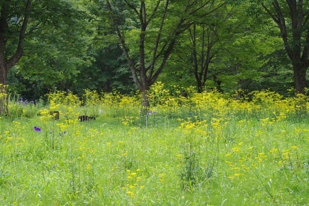 七草の庭・一年一度の賑い